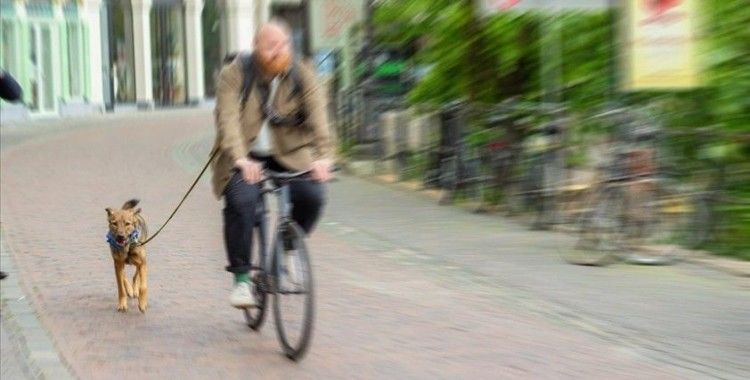 Hollanda'da bir belediye köpek dışkısıyla mücadele için DNA veri tabanı kuruyor