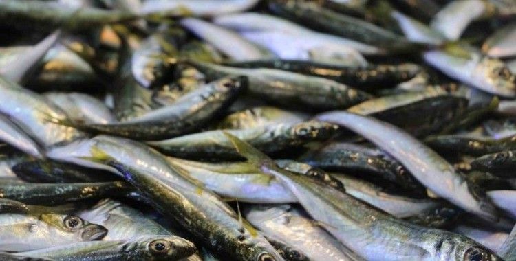 Balıkçılar denizlerin soğumasını bekliyor
