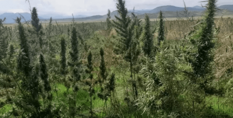 Karabağ'da Ermenilere ait 100 hektardan fazla uyuşturucu tarlası bulundu