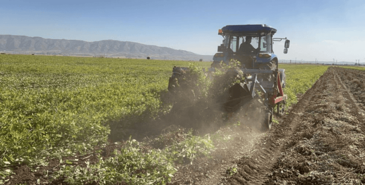 Terörün yerini huzura bıraktığı sınır hattında yer fıstığı hasadı başladı