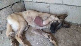 Ayağı kangren olan köpeğe 1,5 saatlik ameliyat
