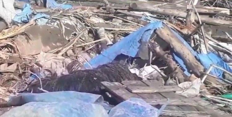 Sağanak yağışta ağıl çöktü, koyunlar telef oldu