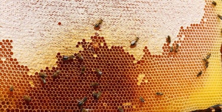 Doğu Karadeniz'in 10 aylık bal ihracatı yüzde 81 arttı