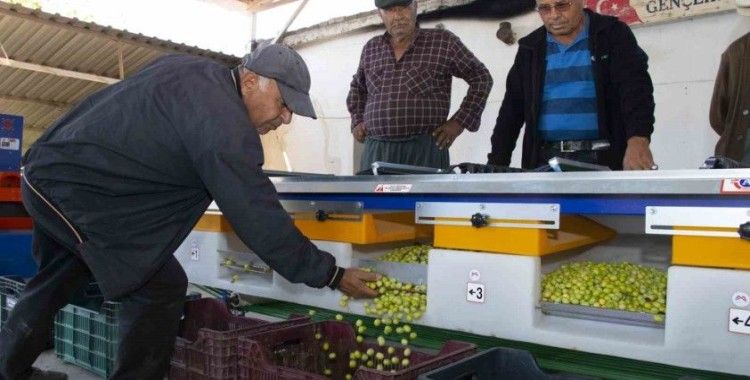 Boylama makinesi zeytin üreticisinin yüzünü güldürüyor
