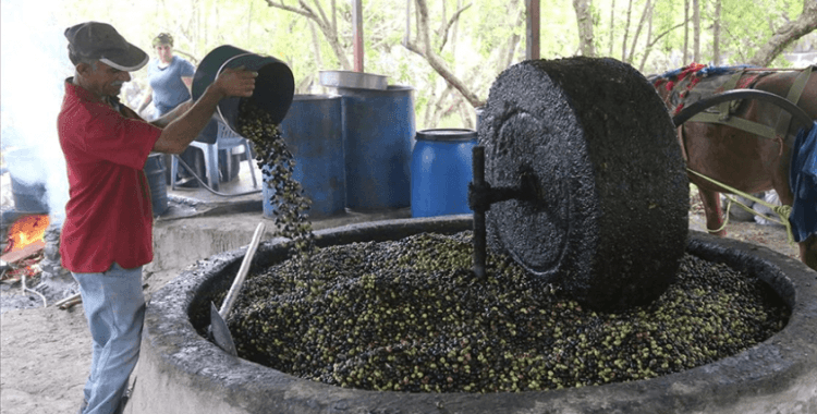 Hatay'da atın çektiği taş değirmen, zeytinyağında lezzeti ve kaliteyi artırıyor