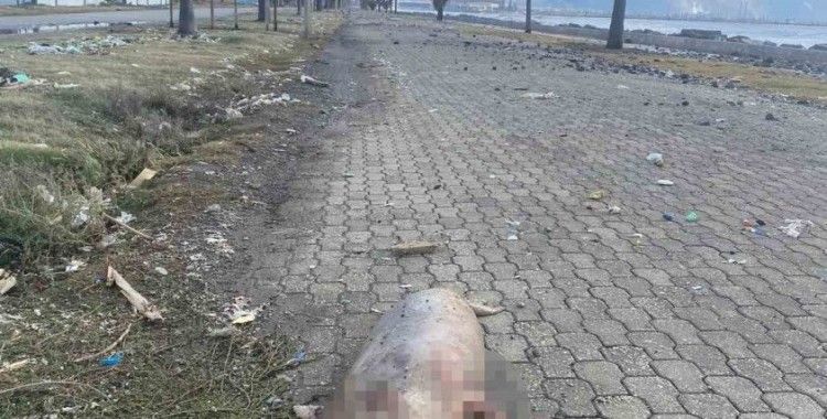 Telef olmuş Akdeniz foku kıyıya vurdu
