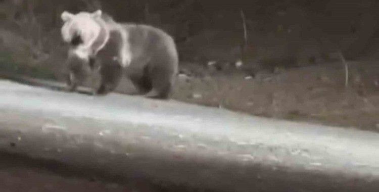 İlçe merkezine inen ayıya köpekler saldırmaya çalıştı: O anlar kamerada
