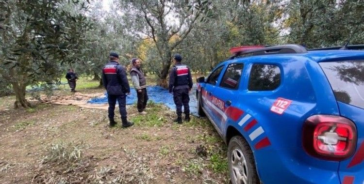 Zeytin hırsızlarına karşı jandarma tedbir aldı
