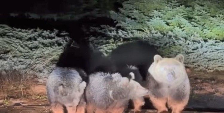 Uludağ’ın “Uyuyamayan” meşhur ayı ailesi yine görüntülendi
