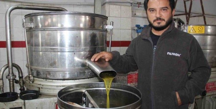 Aydın’da zeytin üreticisine Akdeniz meyve sineği telaşı sardı
