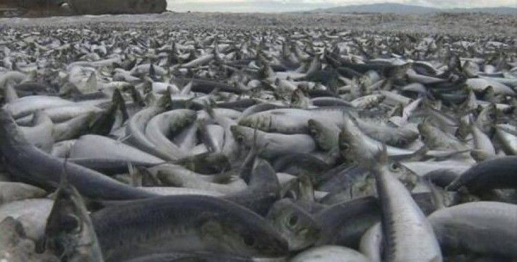 Japonya'nın Hakodate kentinde binlerce balık kıyıya vurdu
