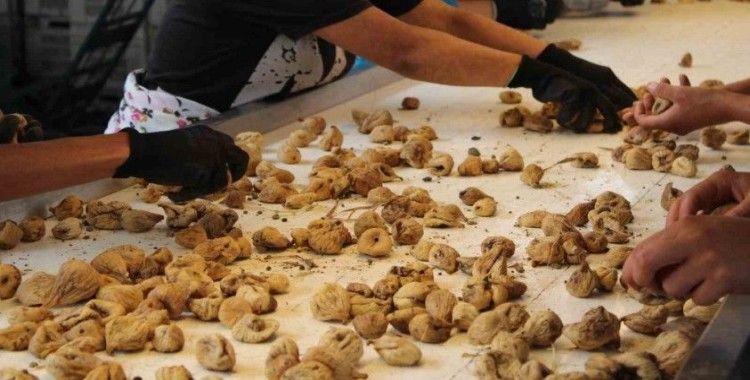 Kuru incir ihracatı 2 ayda 89 milyon dolar oldu
