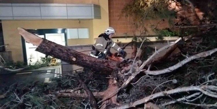 Kadıköy’de hastane bahçesine ağaç devrildi
