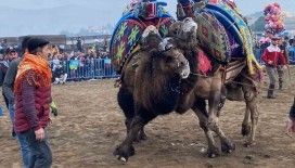 Alaşehir’de deve güreşi kültürü yaşatılıyor
