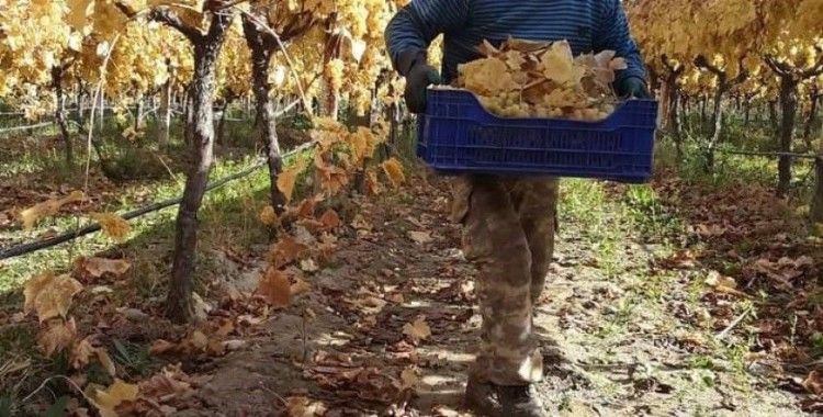 Manisa’da yaz meyvesi kış ayında hasat ediliyor
