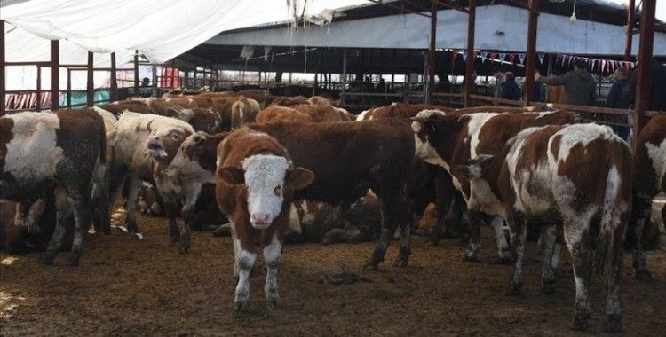 Malatya'da depremzede besicilere büyükbaş hayvan ile ekipman verildi