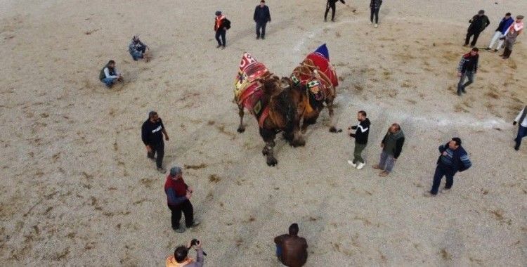 Nazilli’de deve güreşi festivali iptal edildi
