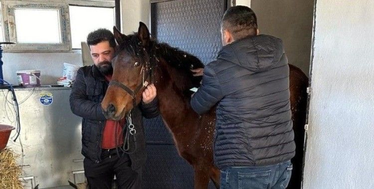 Beyşehir’de rahvan atlara sağlık taraması

