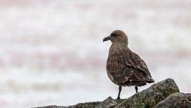 Antarktika'da ilk kez kuş gribi tespit edildi