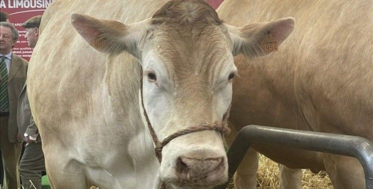 Paris'te geleneksel tarım fuarında 990 kilogramlık inek 17 bin avrodan alıcı buldu
