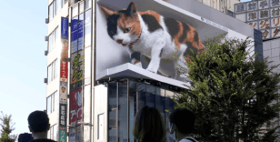 Japonya'yı 'nükleer kedi' korkusu sardı: Tüm şehir alarma geçti