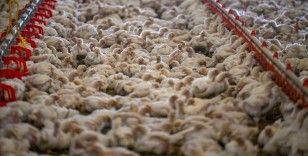 Tavuk eti üretimi ocakta yıllık bazda yüzde 6 arttı