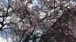 Dicle’de ağaçların çiçek açmasıyla renk cümbüşü oluştu

