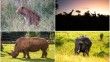 Güney Afrika'da kaçak avcılar, vahşi yırtıcıları zehirleyerek öldürüyor
