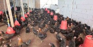 Kırsal kalkınmaya tavuk desteği
