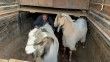 Geçimini hayvancılık yaparak sağlayan adamın çalınan keçilerini jandarma buldu