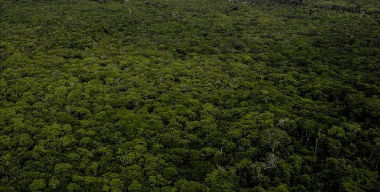 Brezilya ve Kolombiya'da tropik ormanlarda geçen yılki ağaç kaybı 2022'ye göre önemli ölçüde azaldı