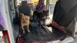 Gaziantep’te jandarma ekipleri yasak ırk 3 köpeğe el koydu
