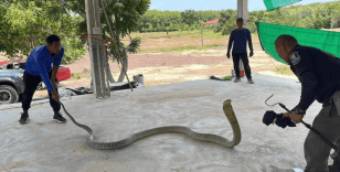 Tayland'da otomobilin kaputundan 16 kilo ağırlığında zehirli yılan çıktı