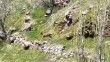 Elazığ’da dağ keçileri görüntülendi
