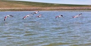 Flamingolar Gölbaşı'na misafir oldu