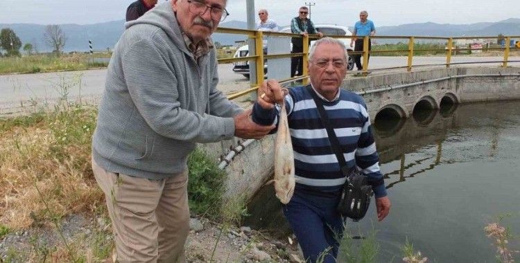 Balıkesir’de doğal sit alanı olan derede balık ölümleri başladı

