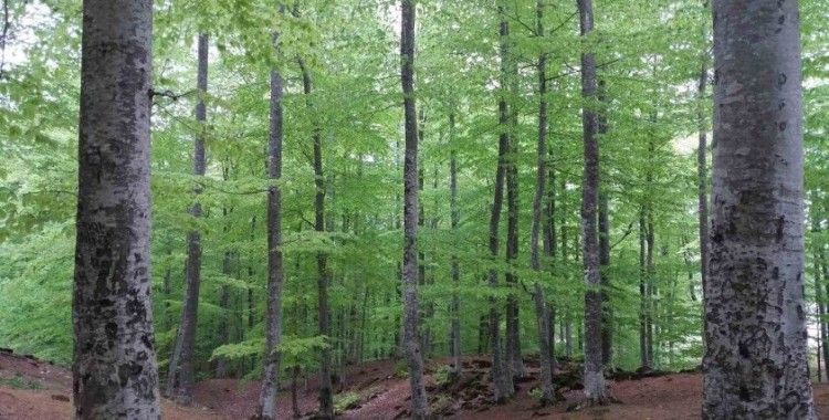 Samsun’a 102 milyon TL’lik orman yatırımı
