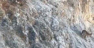 Harşit Çayı’nda su samuru, Torul’da yaban keçisi görüntülendi
