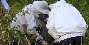 ’Bal avcıları’ su kenarından takip ettikleri arılarla doğal bala ulaşıyor

