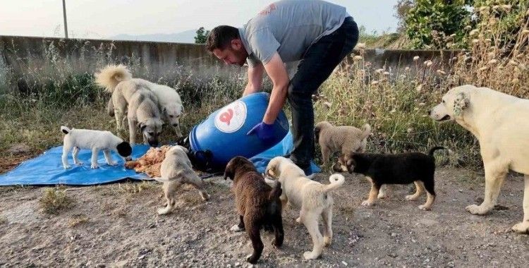 Efeler Belediyesi, sokak hayvanları için çalışmalarını sürdürüyor
