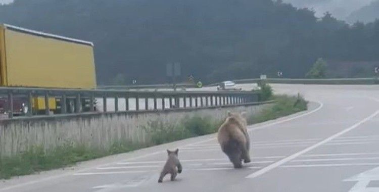 Anne ayının yavrusunu bulma mücadelesi kamerada
