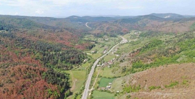 Kastamonu’da kahverengiye bürünen ormanlarla ilgili açıklama
