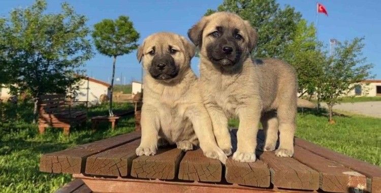 Uzmanı açıkladı, sokak köpeği sorununun çözümü doğru çiftleştirmeden geçiyor
