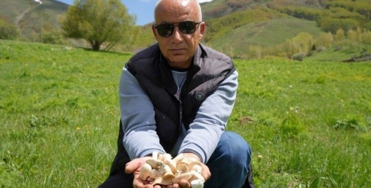 Bayburt’ta protein deposu mantarın ve bin bir derde deva çaşır otunun zorlu mesaisi
