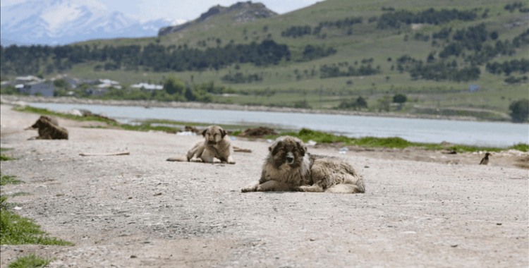 Şanlıurfa'da sahipsiz köpeğin saldırısına uğrayan kişi yaralandı