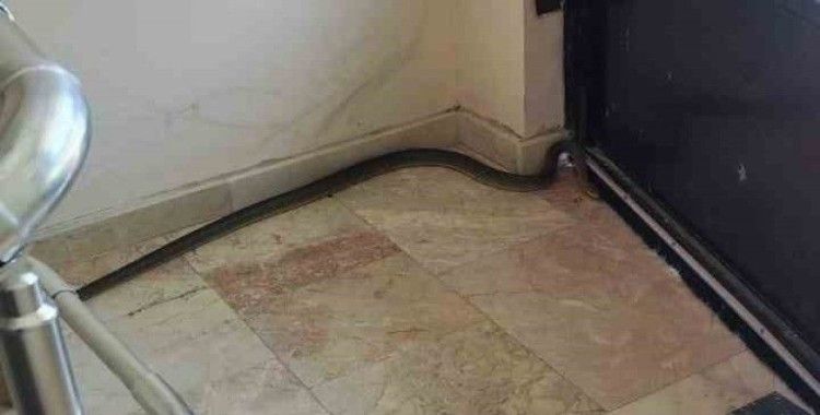Apartmanda yılan paniği
