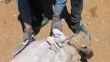 Elazığ’da çuvala konulan köpek ölüme terk edildi
