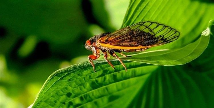 ABD, 221 yılda bir gerçekleşen 'periyodik ağustos böceği' istilasıyla karşı karşıya