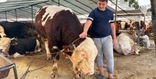 Kartal’da kurban pazarının şampiyonu 1320 kilo ağırlığındaki tosun alıcısını bekliyor
