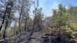 Sinop’ta orman yangını çıktı
